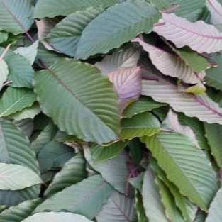 Borneo Red Kratom - Mitragyna speciosa